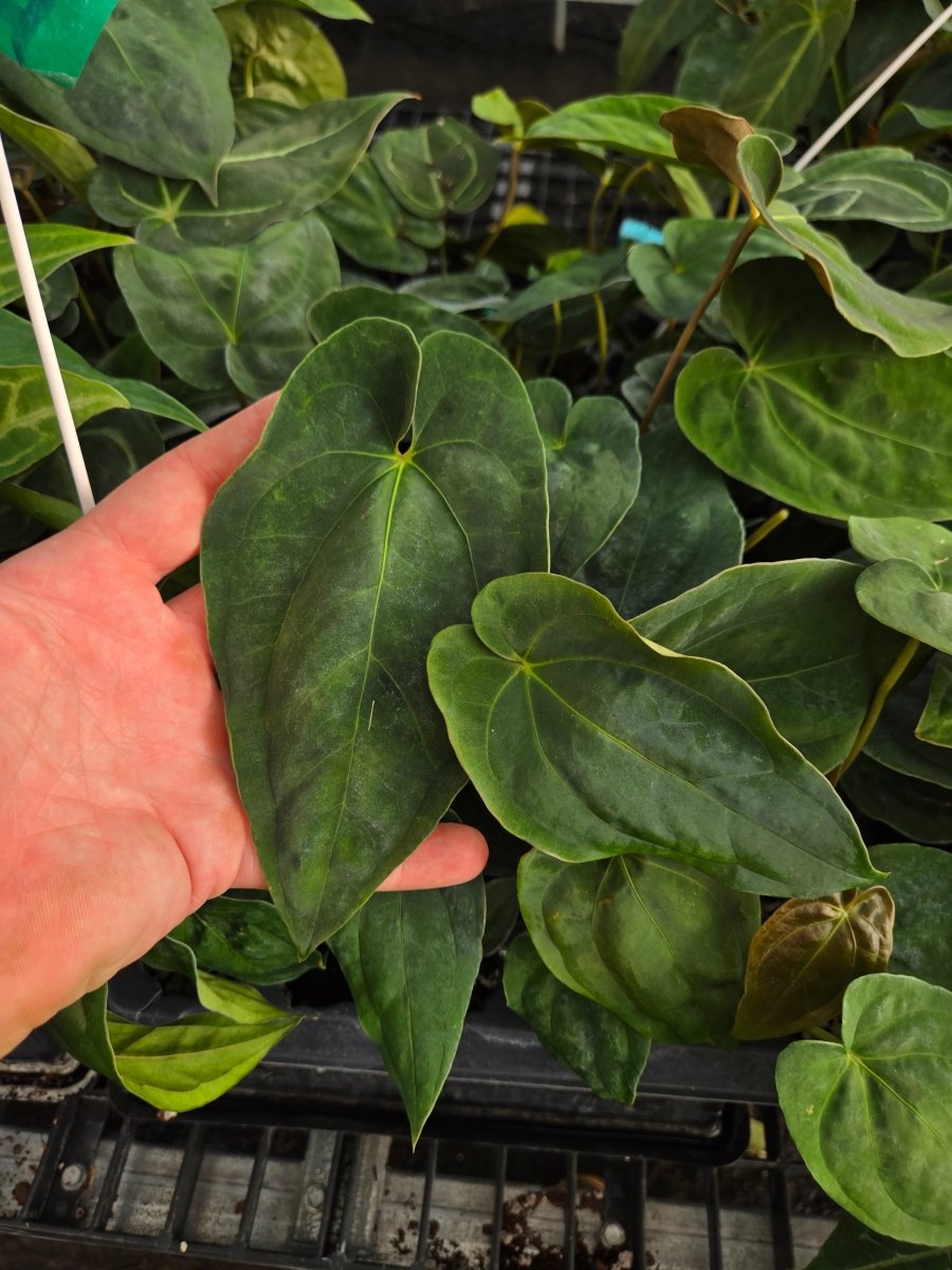 anthurium cf gymnopus Anthurium Papillilaminum 'Fort Sherman' x open (A31) – Nice Plants Good Pots