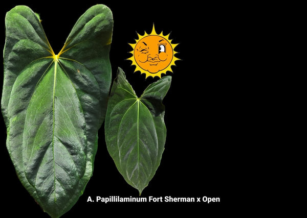 FortSherman A.Papillamiuum Self斑入り Seeding (BVEP) Antolakii x Sherman Fort Papilliaminum Anthurium その他観葉植物