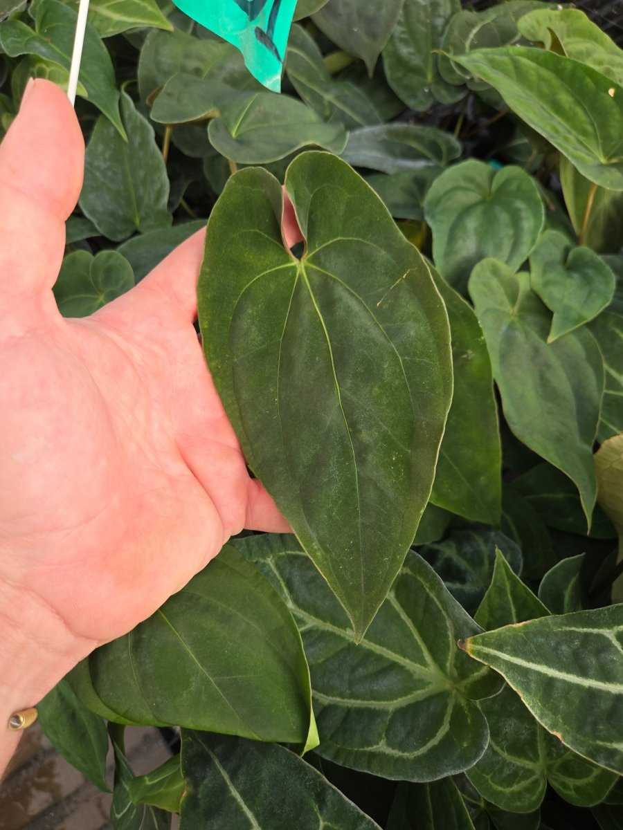 Anthurium Papillilaminum 'Fort Sherman' x open (A31) – Nice Plants