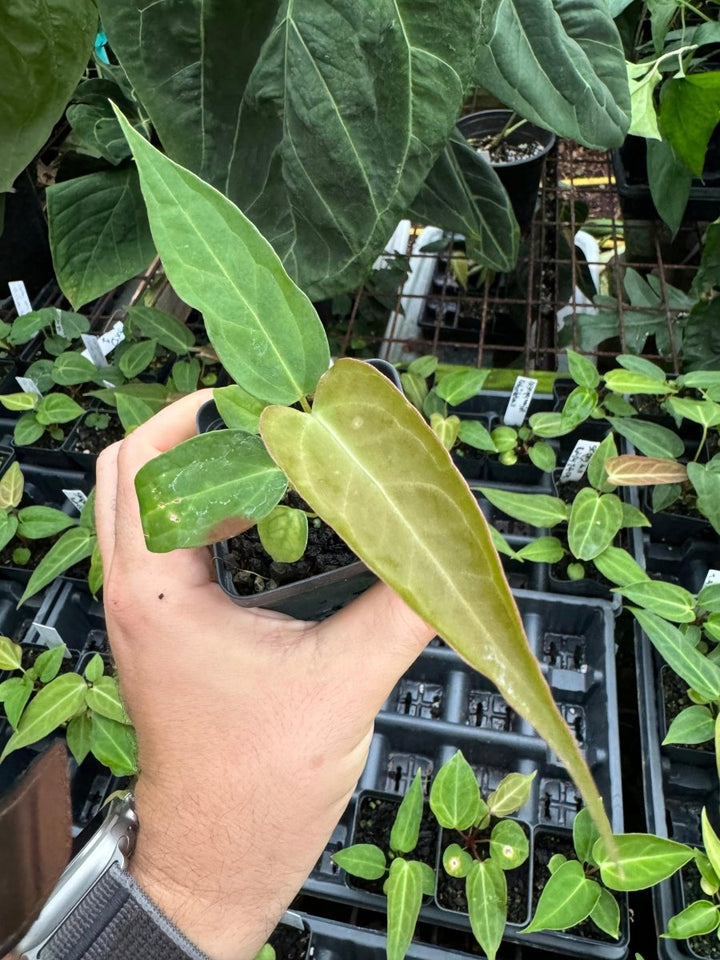 A. Tim Anderson Stripey (A. Mag x Pap) x (A. Rotundatum X) - Nice Plants Good Pots