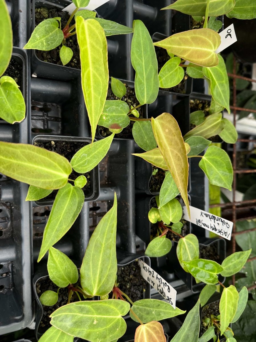 A. Tim Anderson Stripey (A. Mag x Pap) x (A. Rotundatum X) - Nice Plants Good Pots