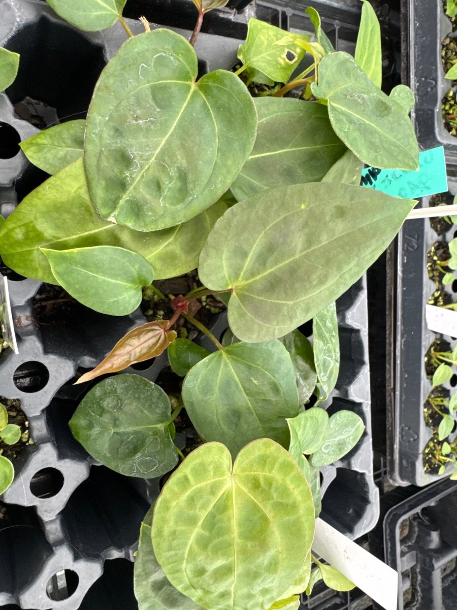 A34 Swampmannii x (Brielle x Xara / Cerrocampanense x Papillilaminum) - Nice Plants Good Pots