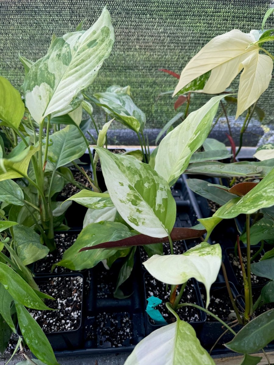 Aglaonema Modestum Spilt Milk - Nice Plants Good Pots