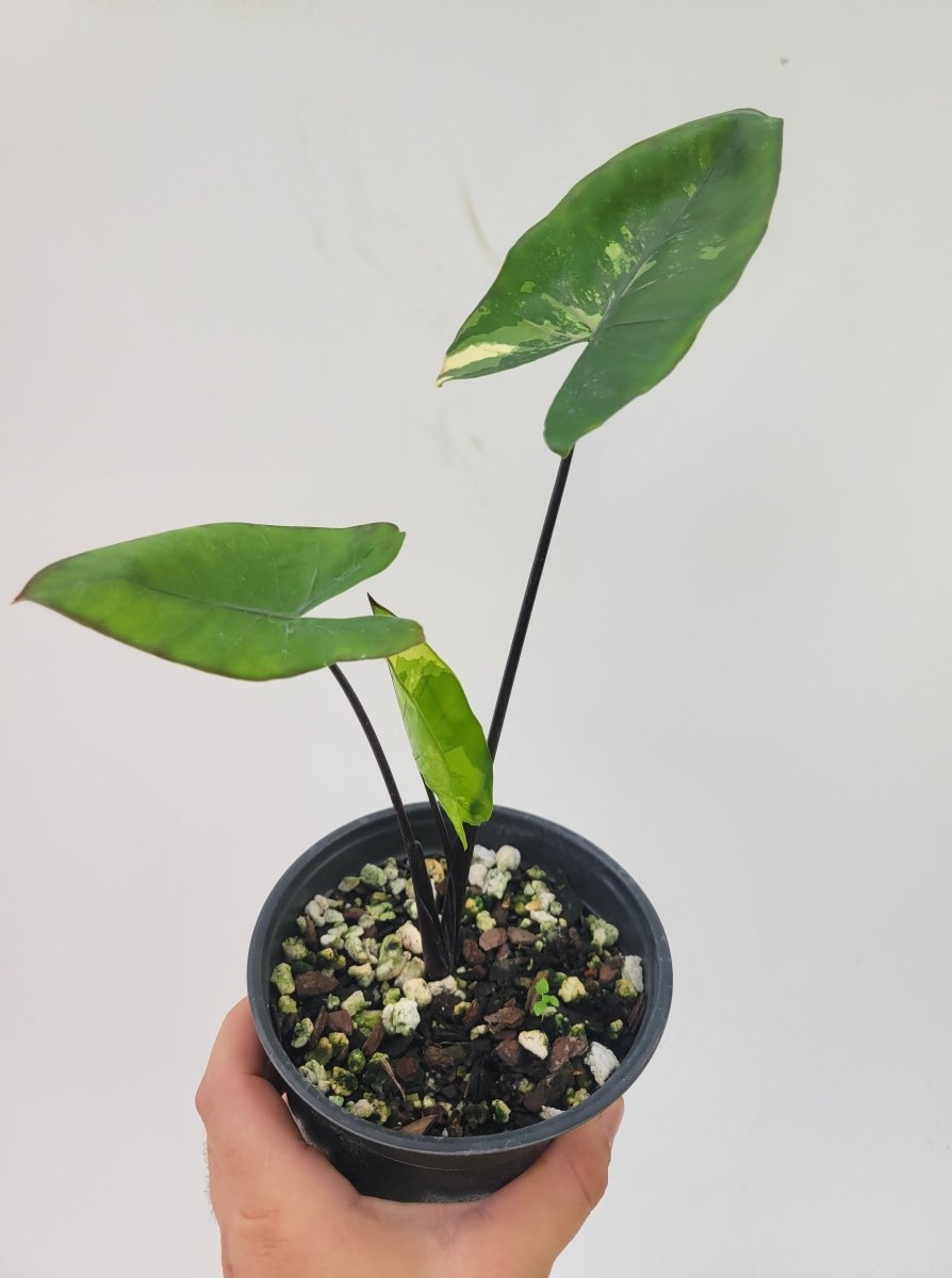 Alocasia Plumbae Variegated Black Stem - Nice Plants Good Pots