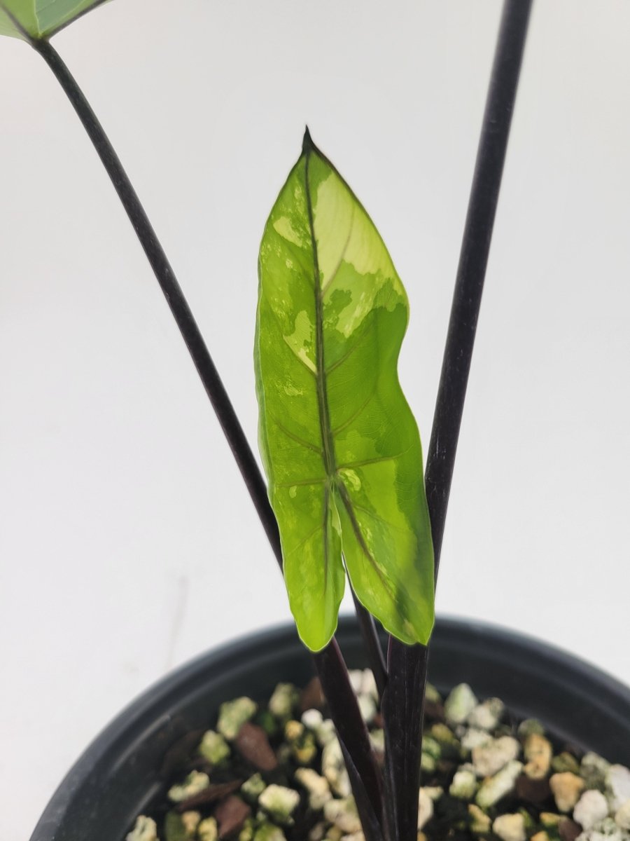 Alocasia Plumbae Variegated Black Stem - Nice Plants Good Pots