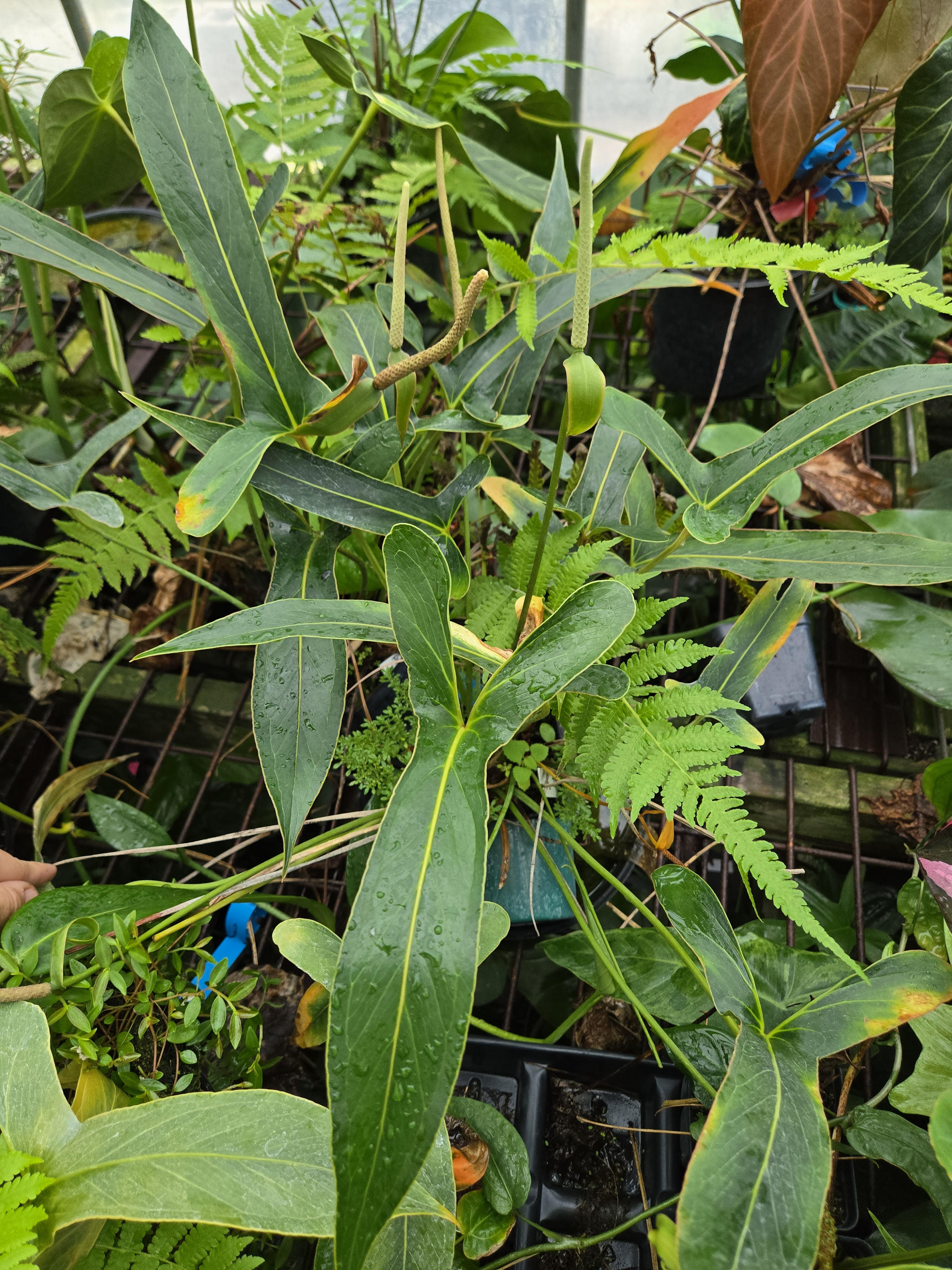 Anthurium Angustilobum sp Size: Small  (SP01)