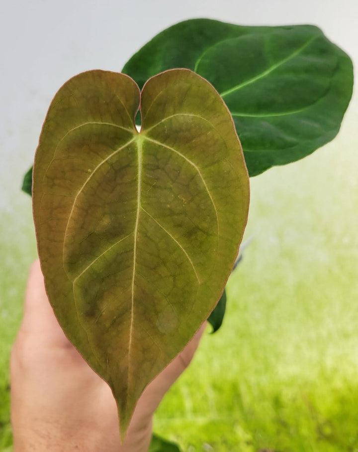 Anthurium 420 Dark Magnificum - Nice Plants Good Pots