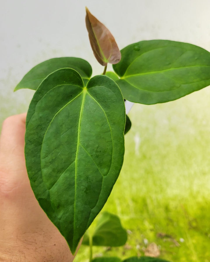 Anthurium 420 Dark Magnificum - Nice Plants Good Pots