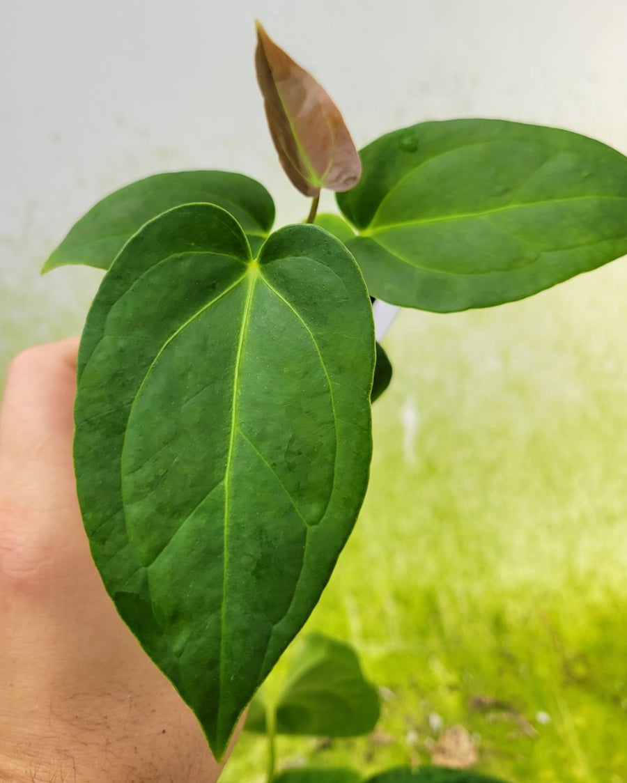 Anthurium 420 Dark Magnificum - Nice Plants Good Pots