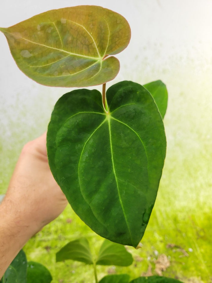 Anthurium 420 Dark Magnificum - Nice Plants Good Pots