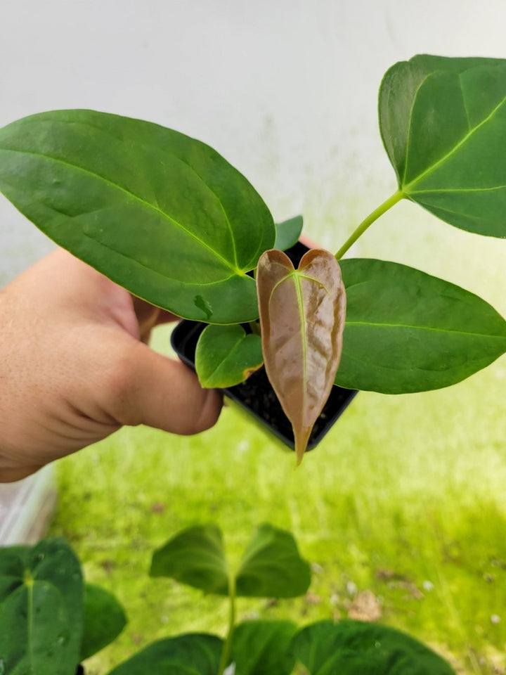 Anthurium 420 Dark Magnificum - Nice Plants Good Pots