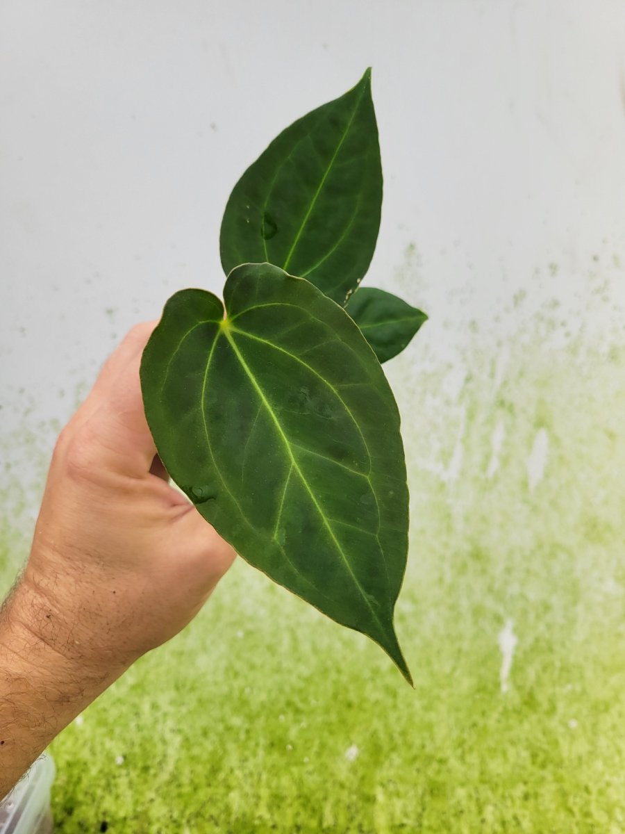 Anthurium (A. Caycee x A. Griege) X A. Papillilaminum Ree Gardens - Nice Plants Good Pots