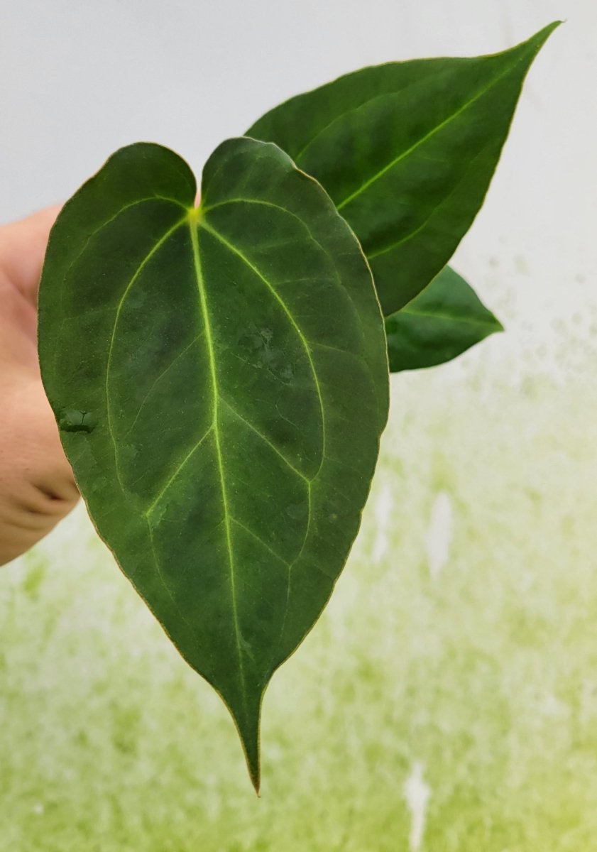 Anthurium (A. Caycee x A. Griege) X A. Papillilaminum Ree Gardens - Nice Plants Good Pots