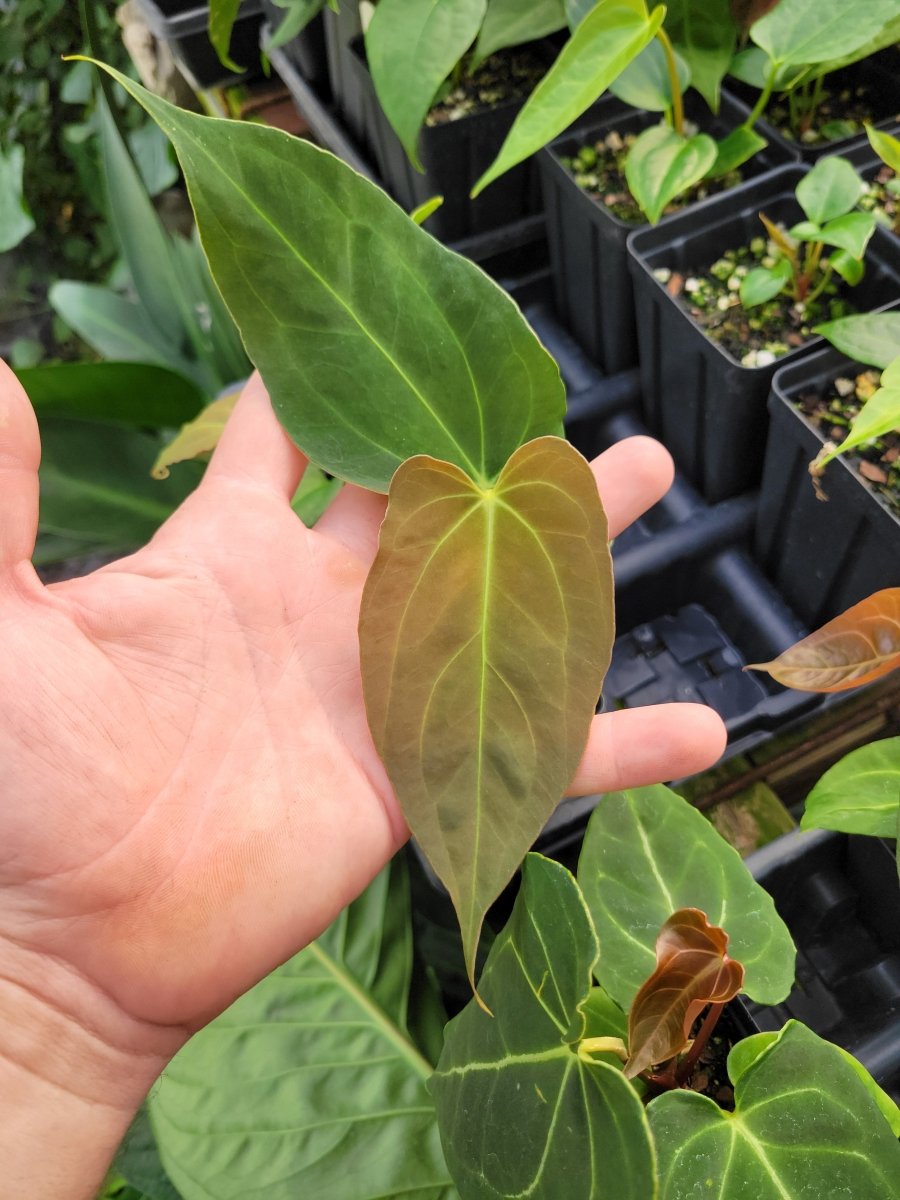 Anthurium (A. Caycee X A. Griege) X A. Ree Gardens Papillilaminum - Nice Plants Good Pots