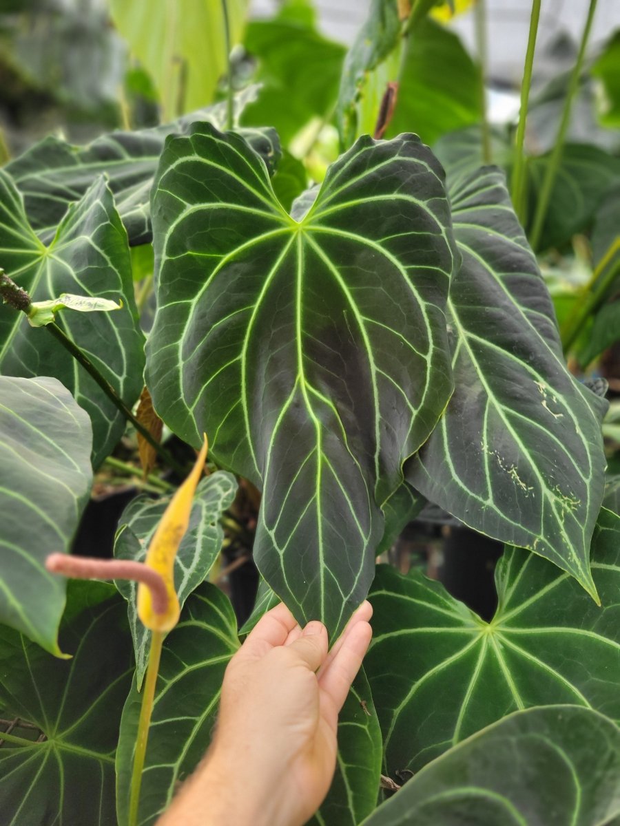 Anthurium (A. Caycee X A. Griege) X A. Ree Gardens Papillilaminum - Nice Plants Good Pots