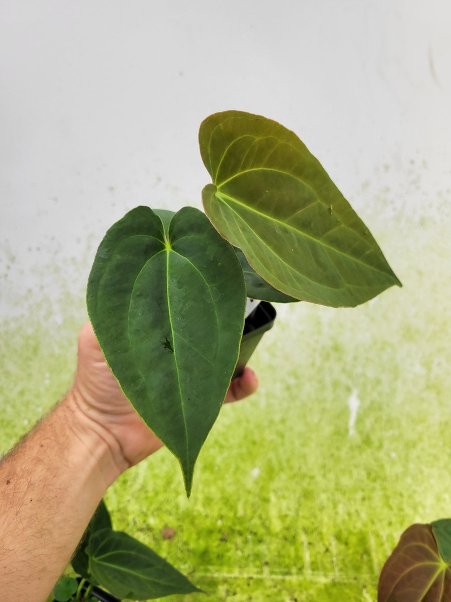 Anthurium (A. Caycee x A. Griege) X A. Ree Gardens Papillilaminum - Nice Plants Good Pots