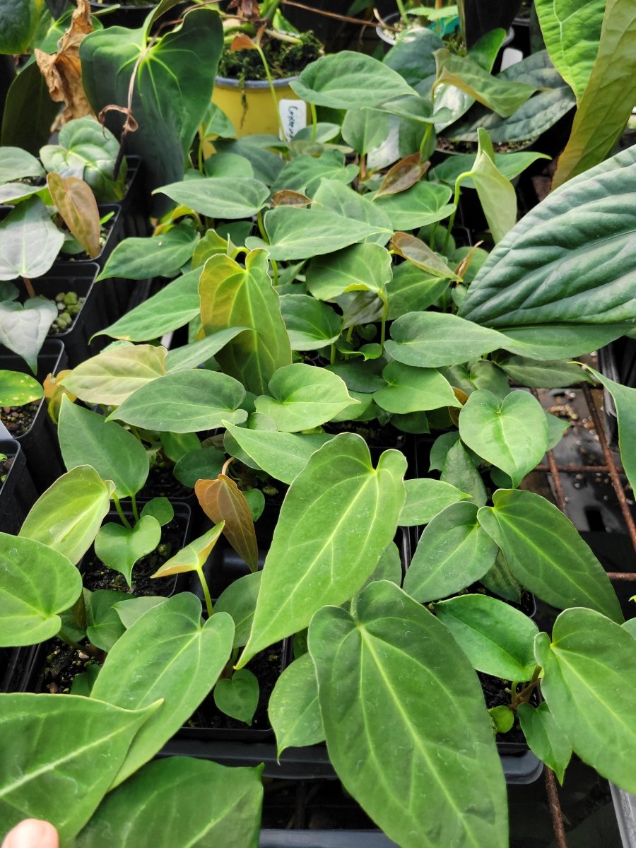 Anthurium (A. Caycee X A. Griege) X A. Ree Gardens Papillilaminum - Nice Plants Good Pots