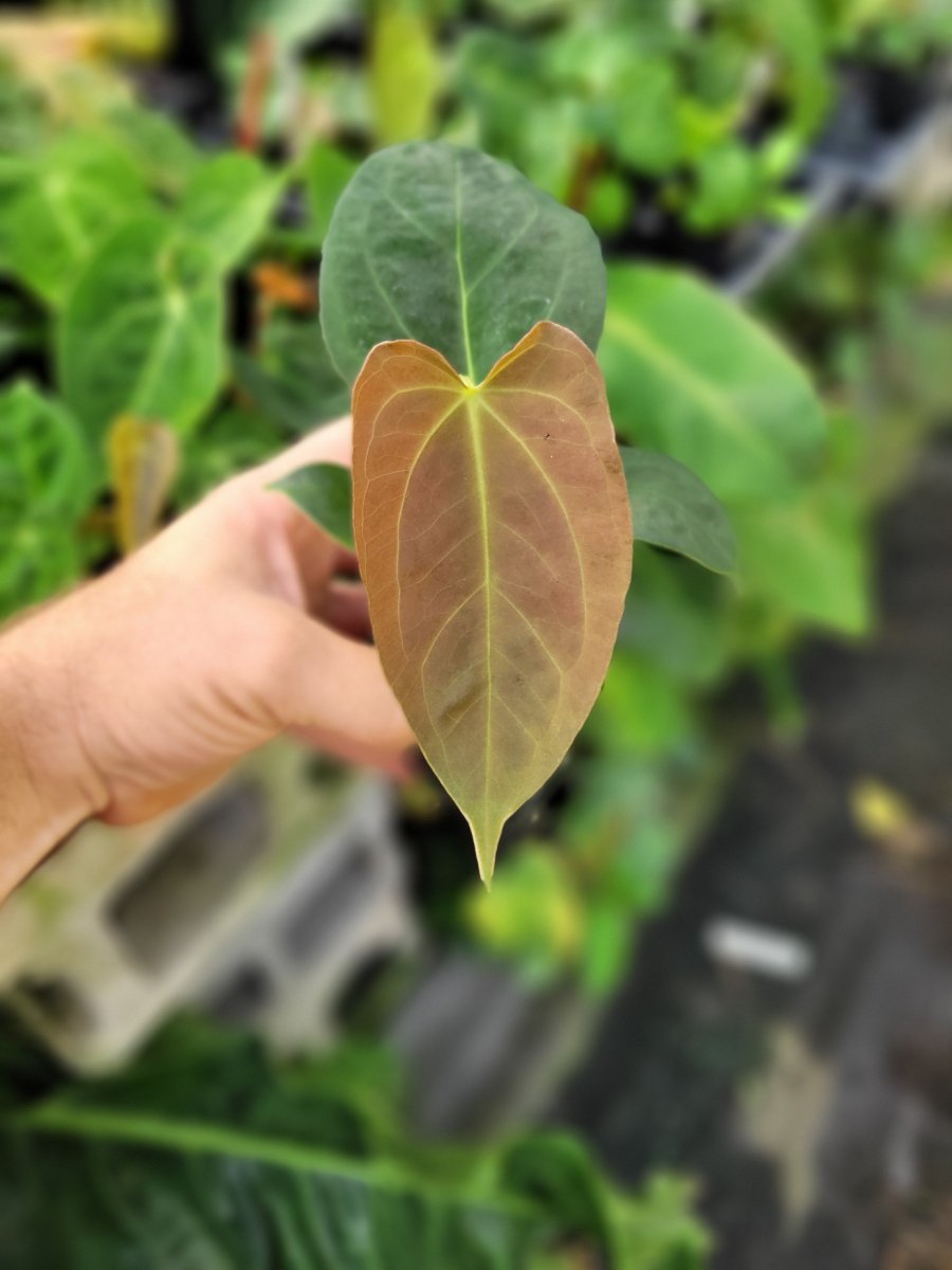 Anthurium (A. Caycee X A. Griege) X A. Ree Gardens Papillilaminum - Nice Plants Good Pots