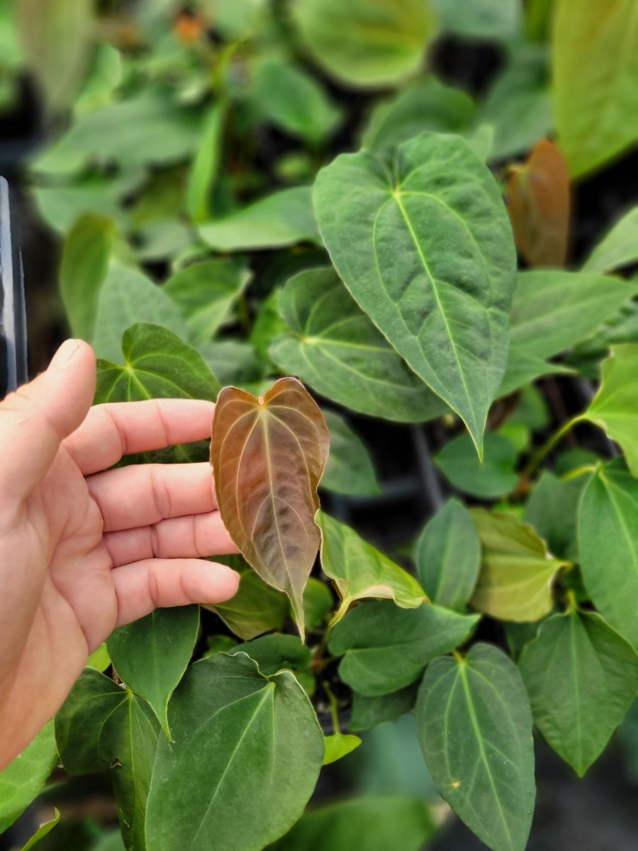 Anthurium (A. Caycee X A. Griege) X A. Ree Gardens Papillilaminum - Nice Plants Good Pots