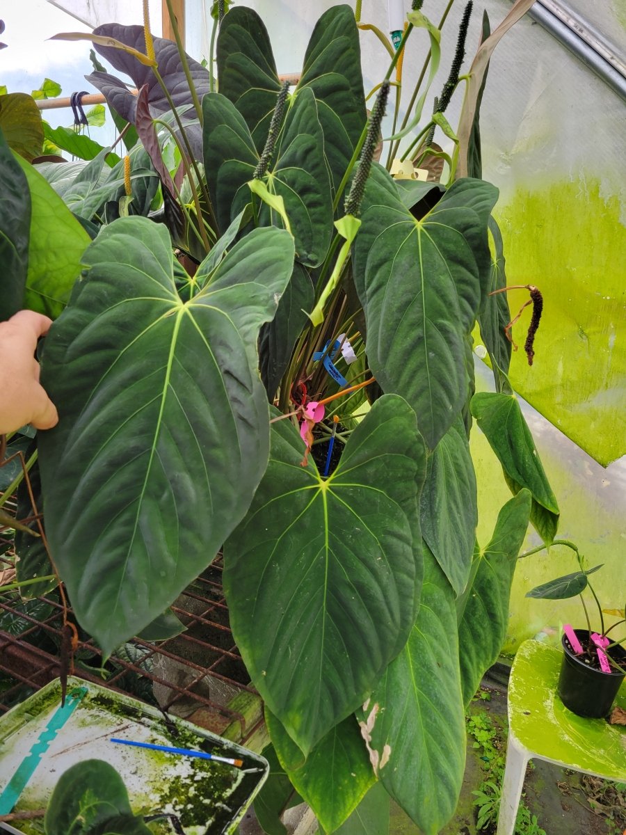 Anthurium (A. Caycee X A. Griege) X A. Ree Gardens Papillilaminum - Nice Plants Good Pots