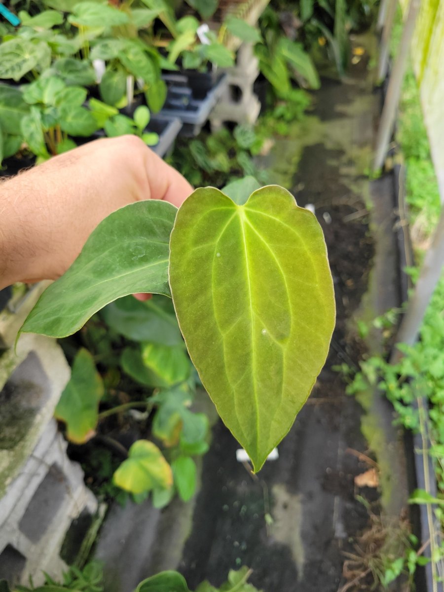 Anthurium (A. Caycee X A. Griege) X A. Ree Gardens Papillilaminum - Nice Plants Good Pots