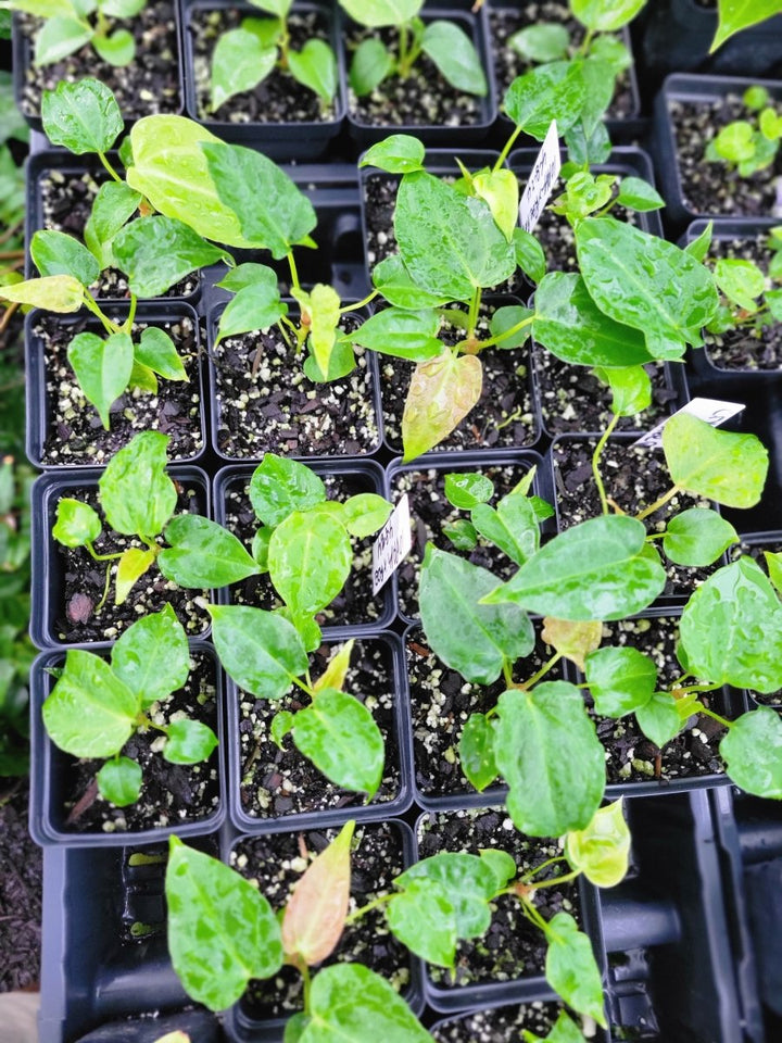 Anthurium (A. crystallinum x A. Warocqueanum ) x A. Ree Papillilaminum - Nice Plants Good Pots