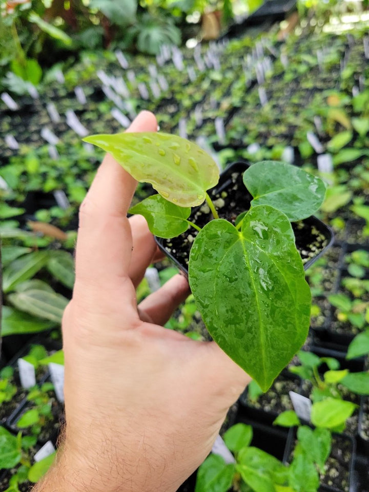 Anthurium (A. crystallinum x A. Warocqueanum ) x A. Ree Papillilaminum - Nice Plants Good Pots