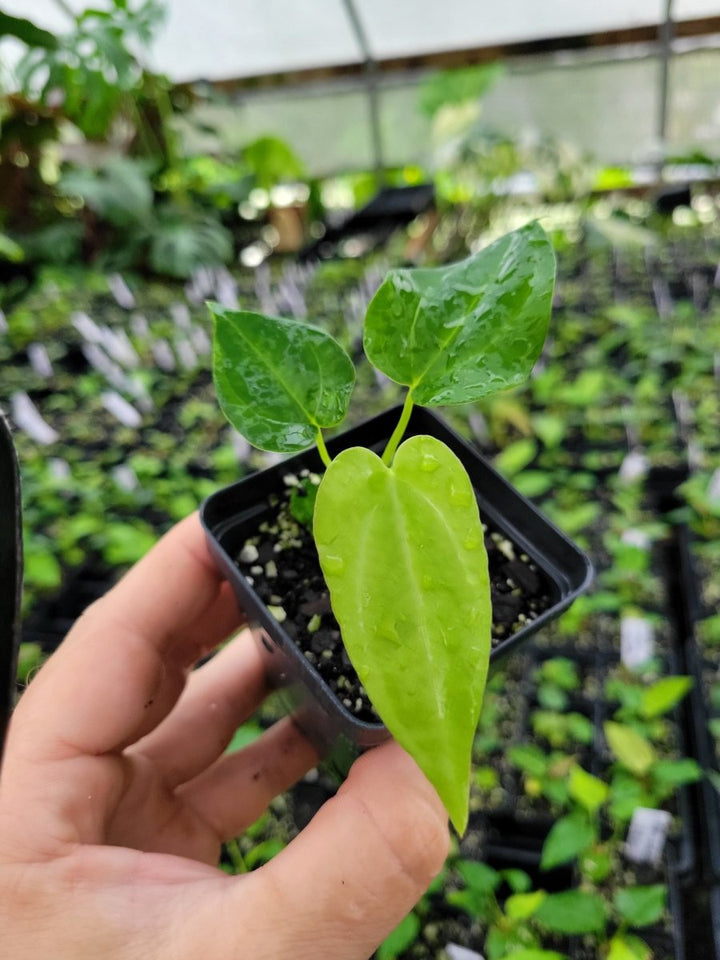 Anthurium (A. crystallinum x A. Warocqueanum ) x A. Ree Papillilaminum - Nice Plants Good Pots