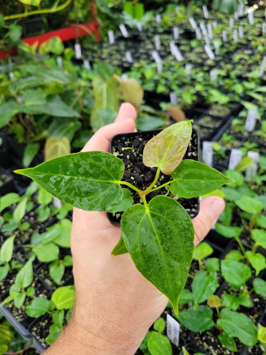 Anthurium (A. crystallinum x A. Warocqueanum ) x A. Ree Papillilaminum - Nice Plants Good Pots