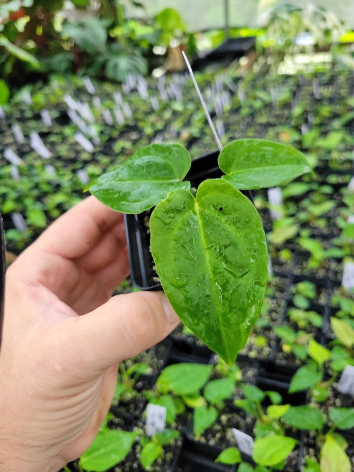 Anthurium (A. crystallinum x A. Warocqueanum ) x A. Ree Papillilaminum - Nice Plants Good Pots