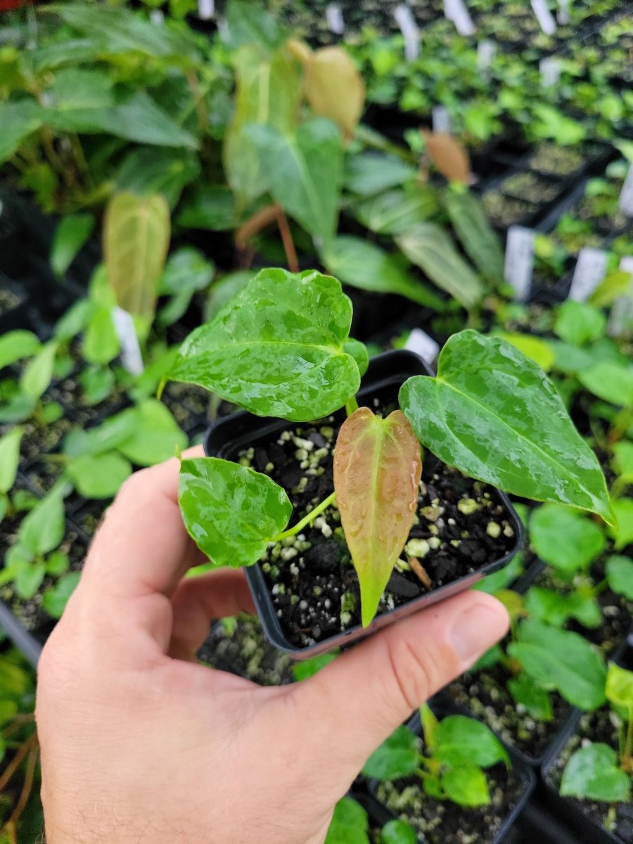 Anthurium (A. crystallinum x A. Warocqueanum ) x A. Ree Papillilaminum - Nice Plants Good Pots