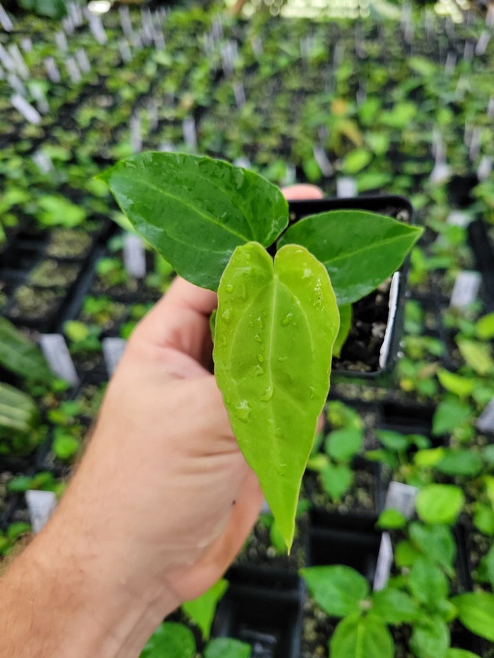 Anthurium (A. crystallinum x A. Warocqueanum ) x A. Ree Papillilaminum - Nice Plants Good Pots