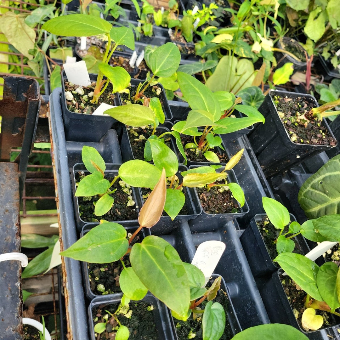 Anthurium (A. Magnificum X A. Moronense) X (A. Tim Anderson Magnificum x A. Papillilaminum) - Nice Plants Good Pots