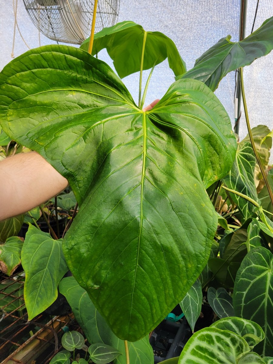 Anthurium (A. Magnificum X A. Moronense) X (A. Tim Anderson Magnificum x A. Papillilaminum) - Nice Plants Good Pots