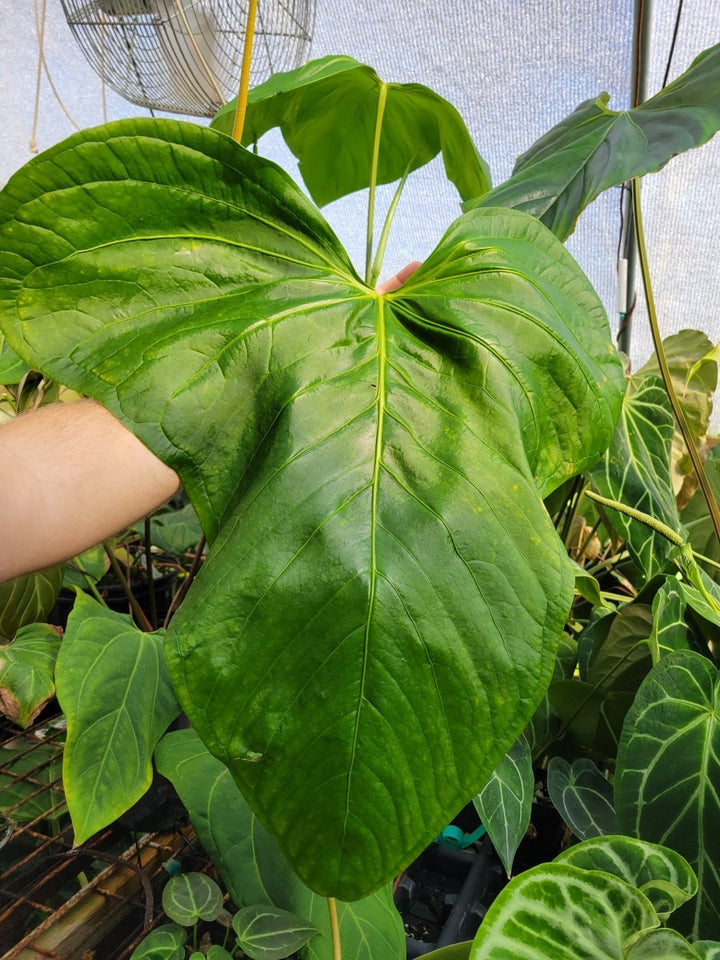 Anthurium (A. Magnificum X A. Moronense) X (A. Tim Anderson Magnificum x A. Papillilaminum) - Nice Plants Good Pots