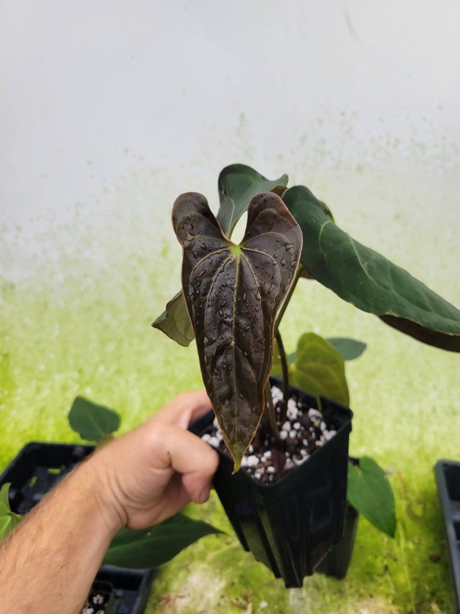 Anthurium Ace of Spades Narrow Form - Nice Plants Good Pots