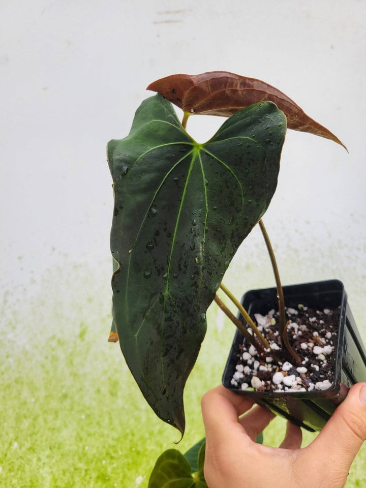 Anthurium Ace of Spades Narrow Form - Nice Plants Good Pots