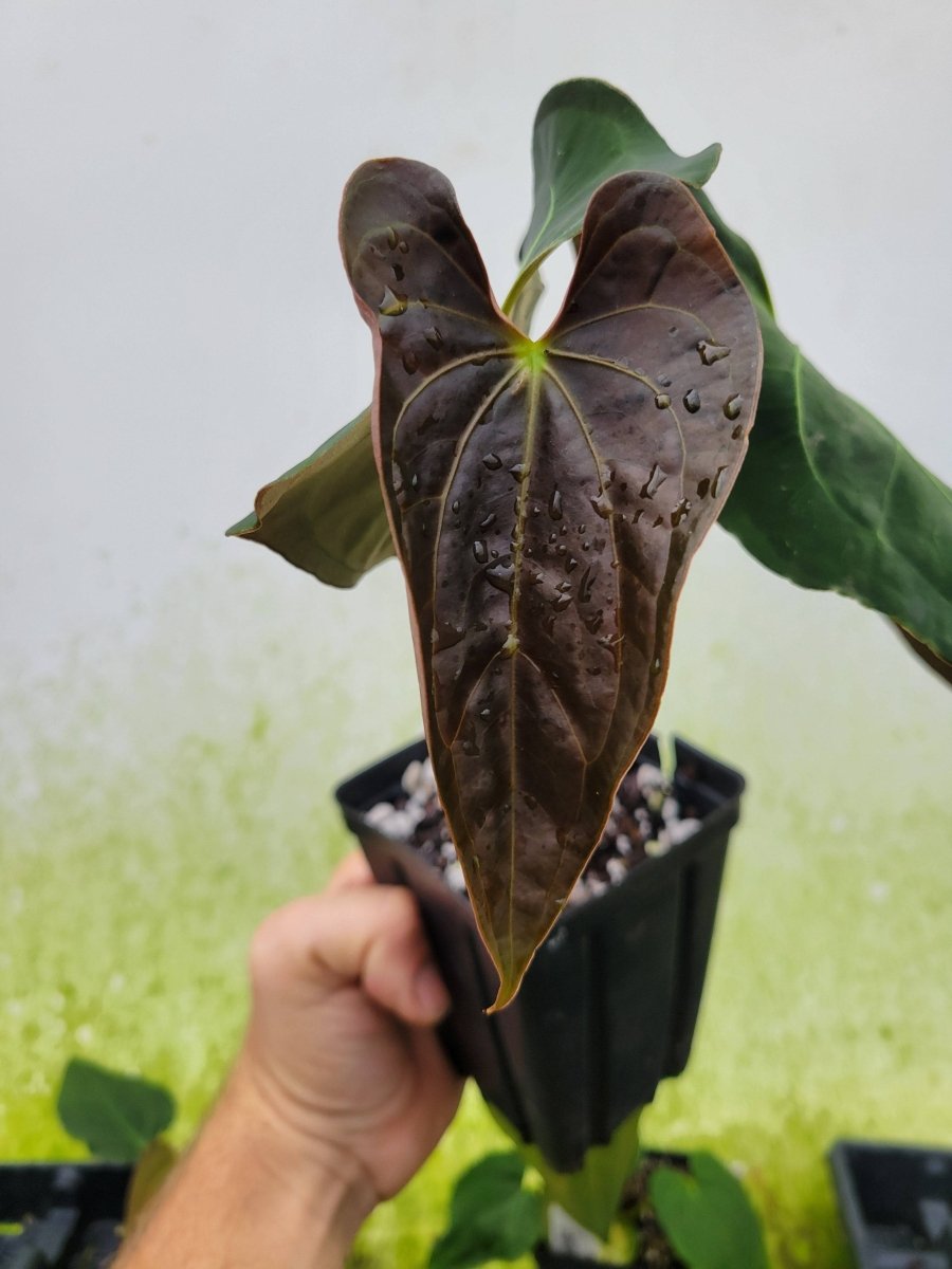 Anthurium Ace of Spades Narrow Form - Nice Plants Good Pots