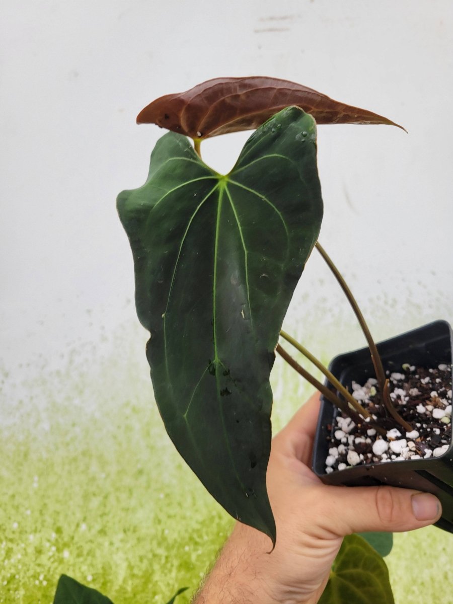 Anthurium Ace of Spades Narrow Form - Nice Plants Good Pots