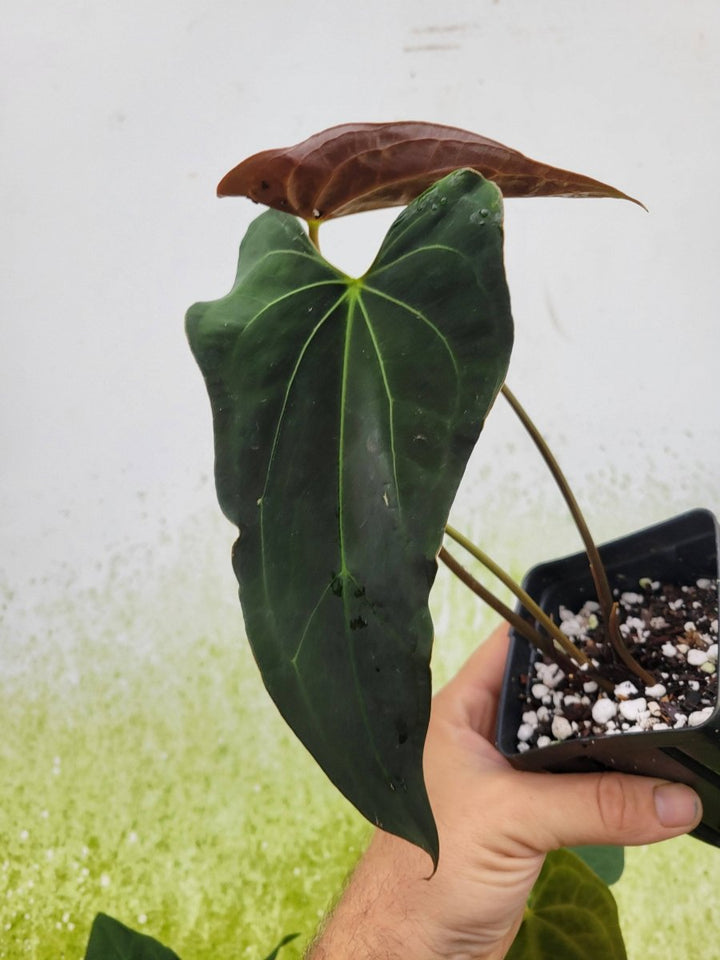 Anthurium Ace of Spades Narrow Form - Nice Plants Good Pots