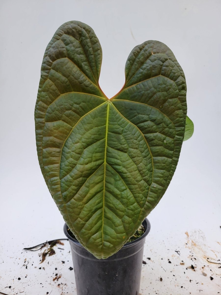 Anthurium Anaconda ( A. Dark Mag x A. Luxurians ) - Nice Plants Good Pots