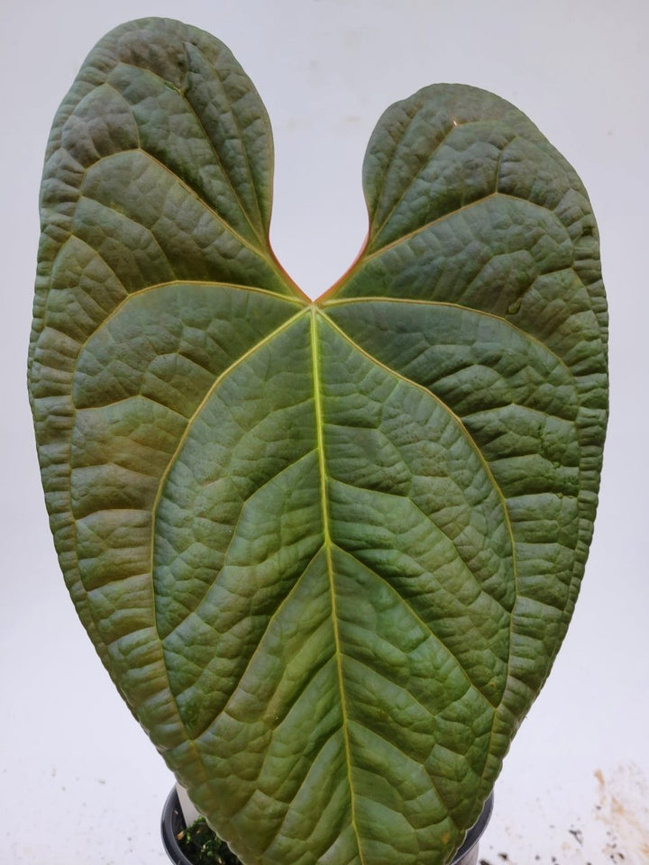 Anthurium Anaconda ( A. Dark Mag x A. Luxurians ) - Nice Plants Good Pots