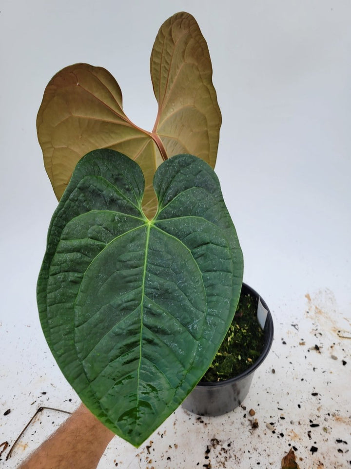 Anthurium Anaconda ( A. Dark Mag x A. Luxurians ) - Nice Plants Good Pots