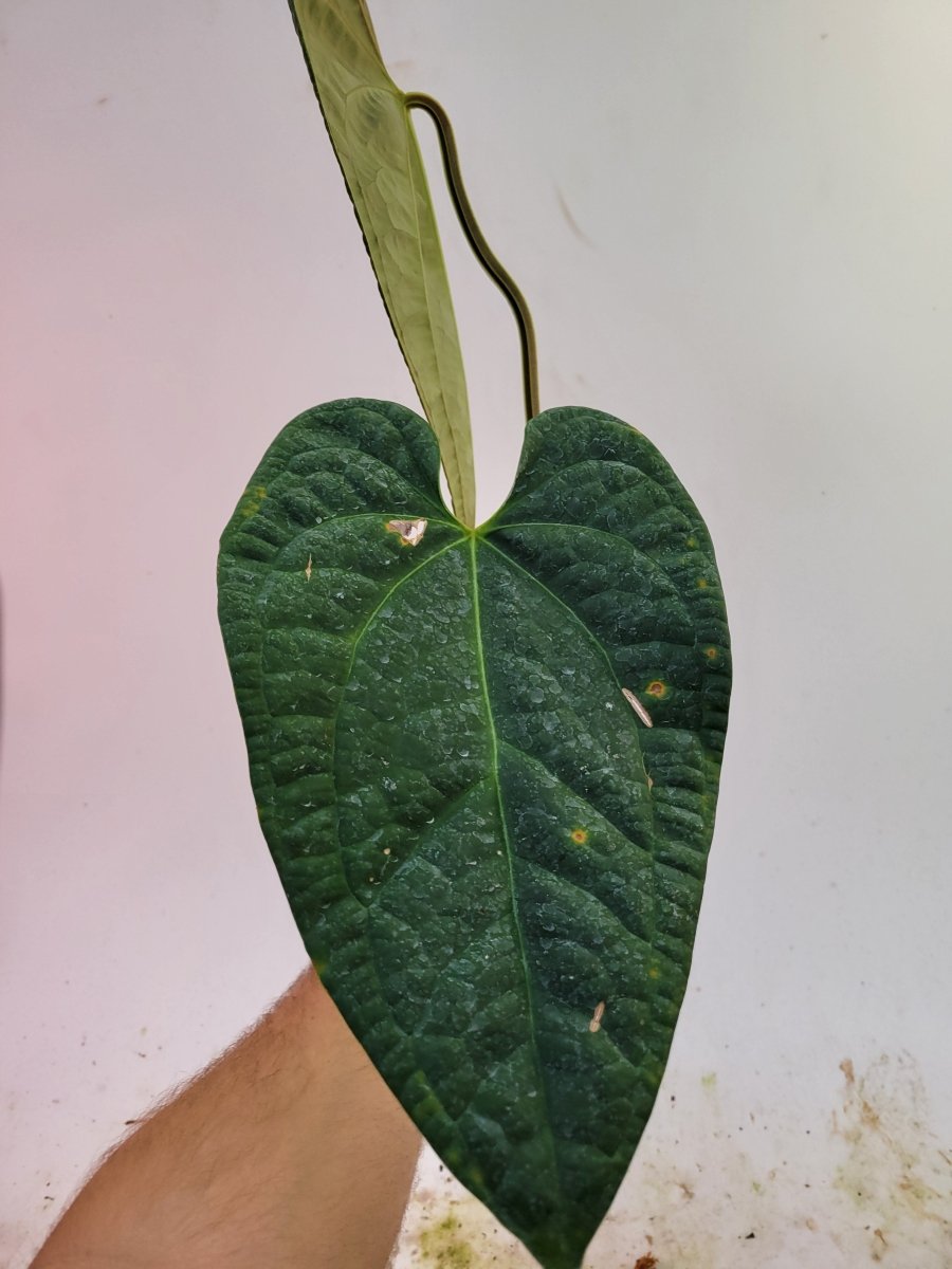 Anthurium Anaconda! Dark Mag x Luxurians. New Release! Large Mature Plant! #L90 - Nice Plants Good Pots