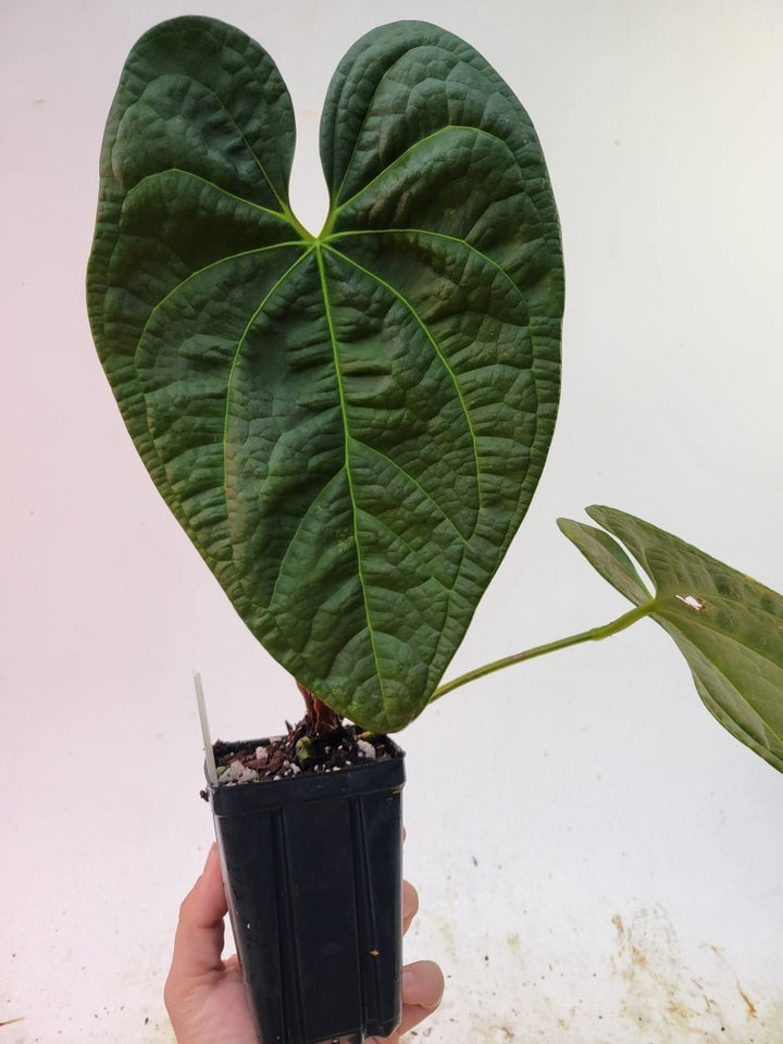 Anthurium Anaconda! Dark Mag x Luxurians. New Release! Large Mature Plant! #L90 - Nice Plants Good Pots