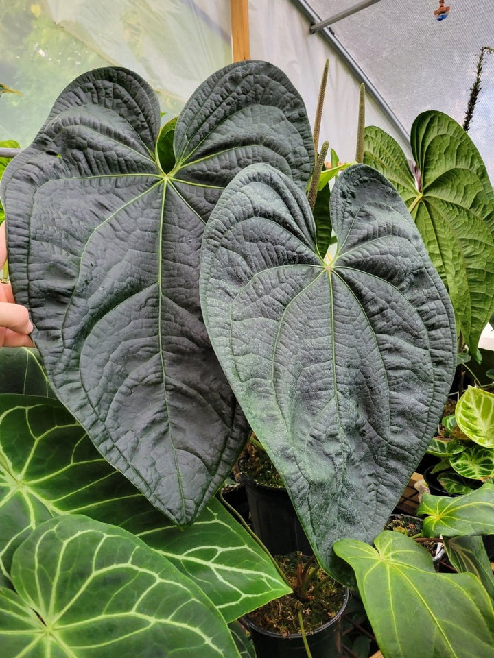 Anthurium Anaconda! Dark Mag x Luxurians. New Release! Large Mature Plant! #L90 - Nice Plants Good Pots