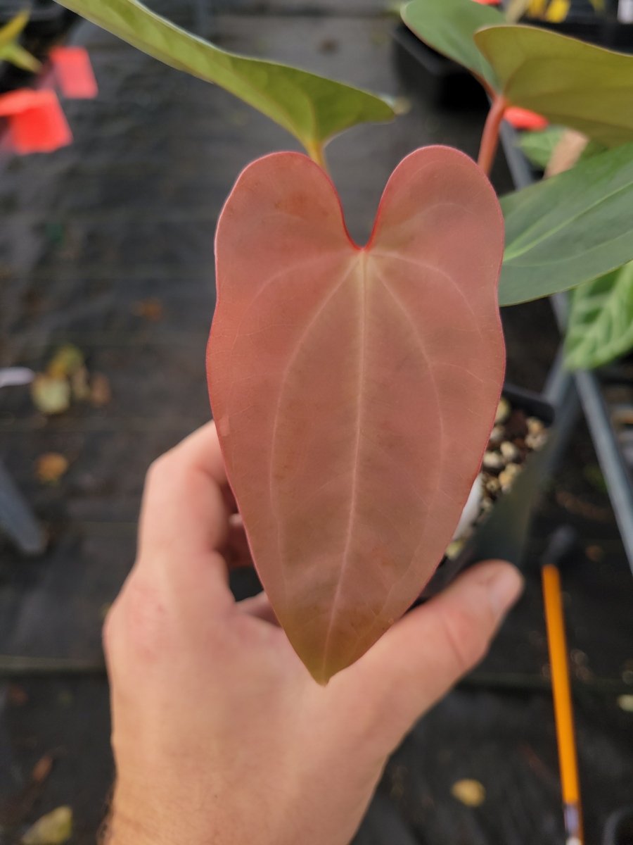 Anthurium 'Anaconda' x A. Tim Anderson 'Mag/Pap' #3 - Nice Plants Good Pots