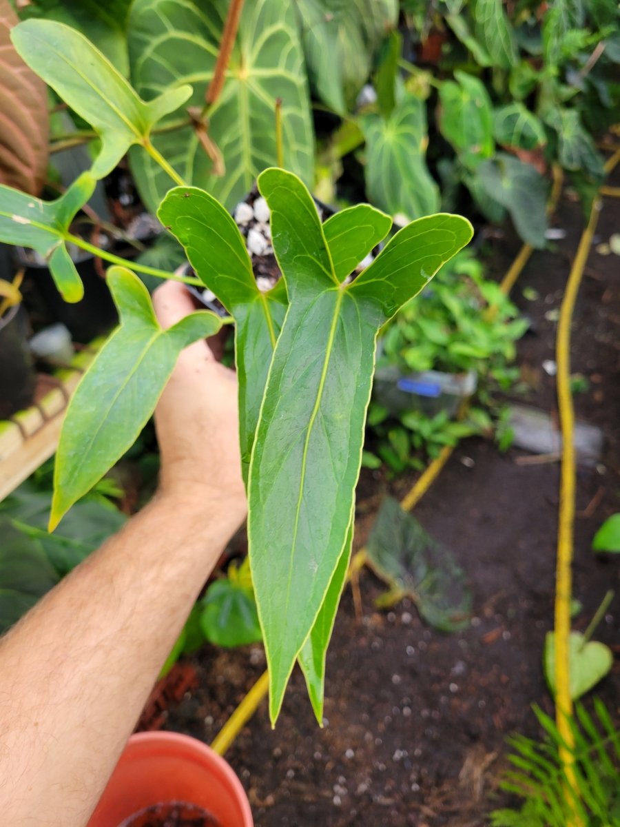 anthurium obpyriforme Anthurium Angustilobum – Rare Anthurium Hybrid