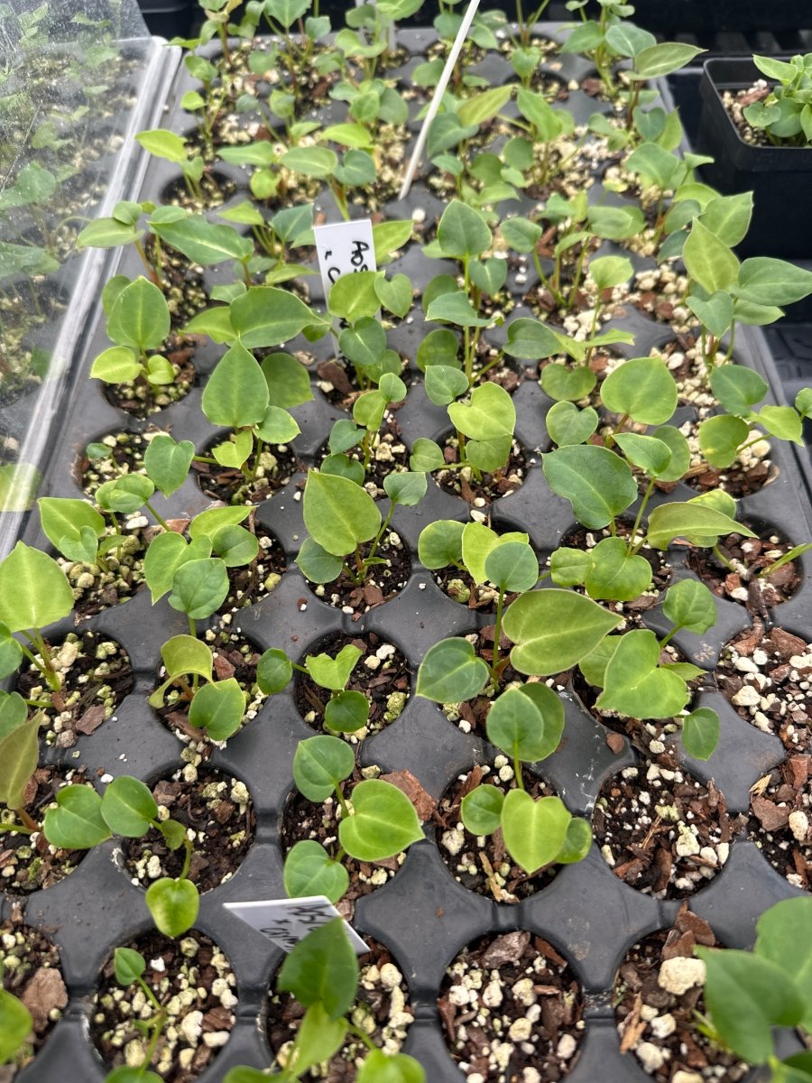 Anthurium ('AOS' SKG / 'Tim's Black' ) x (A. ‘Tim Anderson 'Crystal Mag’ /A.’Tim's Black') (A69) - Nice Plants Good Pots