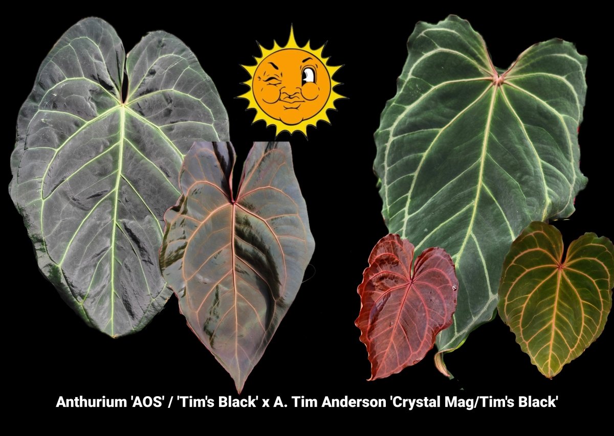 Anthurium ('AOS' SKG / 'Tim's Black' ) x (A. ‘Tim Anderson 'Crystal Mag’ /A.’Tim's Black') (A70) (multi - pot) - Nice Plants Good Pots